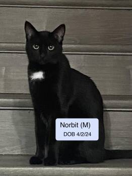 Norbit -  Domestic Short Hair Cat for Adoption in Vacaville, California - Norbit | PetCurious