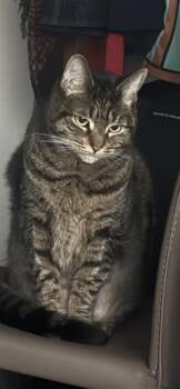 TIGER -  Domestic Short Hair Cat for Adoption in Boston, Massachusetts - TIGER | PetCurious
