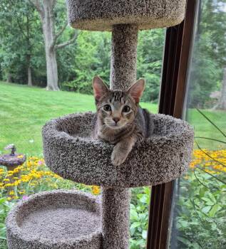 Rescue Tabby Cats for Adoption in Wheeling, Illinois - Jonah | PetCurious
