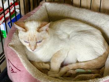 Rosie -  Siamese Cat for Adoption in East Greenville, Pennsylvania - Rosie | PetCurious
