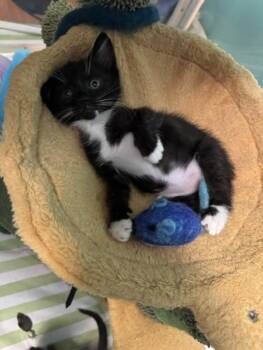 Mini Cooper - Bonded W/ Wesley -  Domestic Short Hair Cat for Adoption in Silverdale, Washington - Mini Cooper - Bonded W/ Wesley | PetCurious