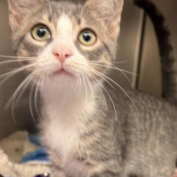 Cinnamon Roll -  Domestic Short Hair Cat for Adoption in Gloucester, Virginia - Cinnamon Roll | PetCurious
