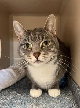 Domestic Short Hair Cats Available for Adoption - Wheezy | PetCurious