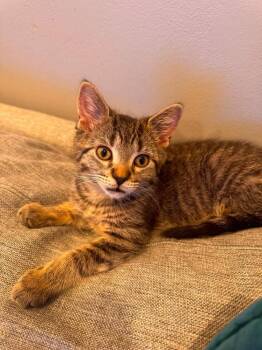 Thumbelina -  Domestic Short Hair Cat for Adoption in Chicago, Illinois - Thumbelina | PetCurious