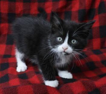 Rescue Domestic Short Hair Cats for Adoption in Thief River Falls, Minnesota - Eton | PetCurious