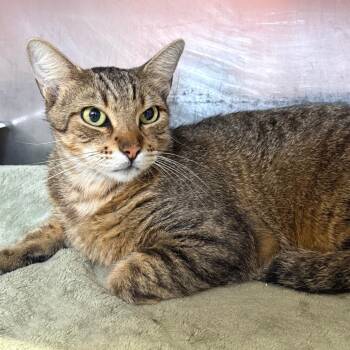 Querying Cutie 5 -  Domestic Short Hair Cat for Adoption in Austin, Texas - Querying Cutie 5 | PetCurious