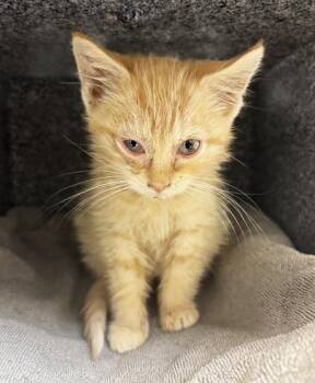 Calabaza -  Domestic Short Hair Cat for Adoption in Nashville, Tennessee - Calabaza | PetCurious