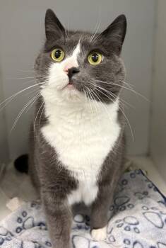 Domestic Short Hair Cats Available for Adoption in Delson, Quebec - Moon | PetCurious