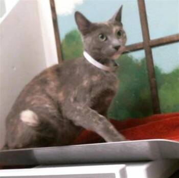 Domestic Short Hair Cats Available for Adoption in Houston, Texas - TATIANA | PetCurious