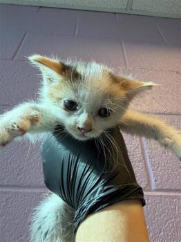 Domestic Long Hair Cats Available for Adoption in El Paso, Texas - 60888734 | PetCurious