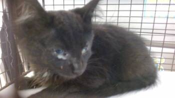 NYX -  Domestic Short Hair Cat for Adoption in Doral, Florida - NYX | PetCurious