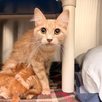 Meleys -  Domestic Medium Hair Cat for Adoption in Lynchburg, Virginia - Meleys | PetCurious