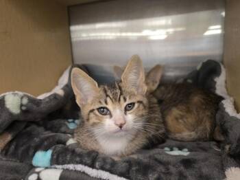 Fur-gie -  Domestic Short Hair Cat for Adoption in Ruskin, Florida - Fur-gie | PetCurious