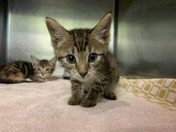 A231972 -  Domestic Short Hair Cat for Adoption in Grand Prairie, Texas - A231972 | PetCurious