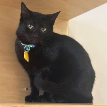 Domestic Short Hair Cats Available for Adoption - Jazz | PetCurious