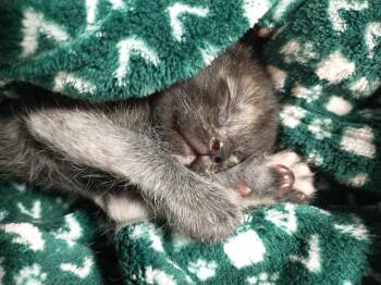 Tortoiseshell and Tabby Cats Available for Adoption in Fruit Heights, Utah - Crysta | PetCurious
