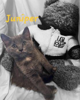 JUNIPER -  Domestic Short Hair and Russian Blue Cat Available for Adoption in Largo, Florida - JUNIPER | PetCurious