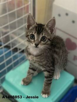JESSIE -  Domestic Short Hair Cat for Adoption in San Jose, California - JESSIE | PetCurious