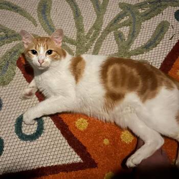 Domestic Short Hair Cats Available for Adoption in Houston, Texas - Dreamsicle | PetCurious