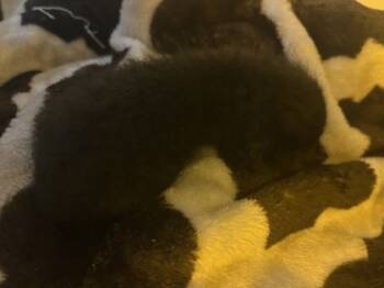 Rescue Domestic Short Hair Cats for Adoption in Chamblee, Georgia - Logan | PetCurious