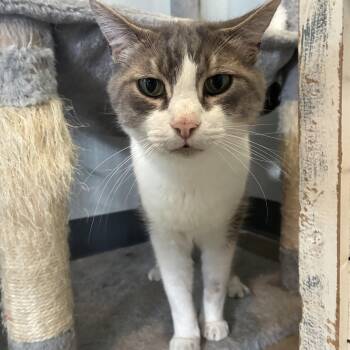 Buddy -  Domestic Short Hair Cat for Adoption in Bonners Ferry, Idaho - Buddy | PetCurious