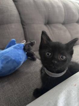 SHAKA -  Domestic Short Hair Cat for Adoption in Charlotte, North Carolina - SHAKA | PetCurious