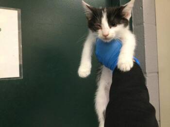 A1931945 -  Domestic Short Hair Cat for Adoption in Thousand Palms, California - A1931945 | PetCurious