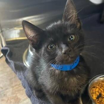 Domestic Short Hair Cats Available for Adoption in Knoxville, Tennessee - Diamond | PetCurious