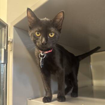 G30726 Windy Acre -  Domestic Short Hair Cat for Adoption in Port Washington, New York - G30726 Windy Acre | PetCurious