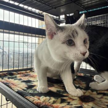 Rescue Siamese and Domestic Short Hair Cats for Adoption in Jacksonville, Florida - Violet =^.^= | PetCurious