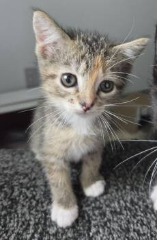 Naan -  Domestic Short Hair Cat for Adoption in Webster City, Iowa - Naan | PetCurious