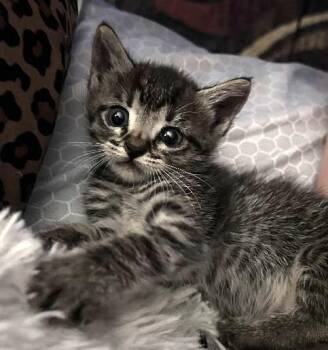 Luna -  Domestic Short Hair Cat for Adoption in Lafayette, Louisiana - Luna | PetCurious