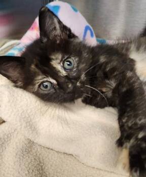 Mildred -  Domestic Short Hair Cat for Adoption in Roseville, California - Mildred | PetCurious