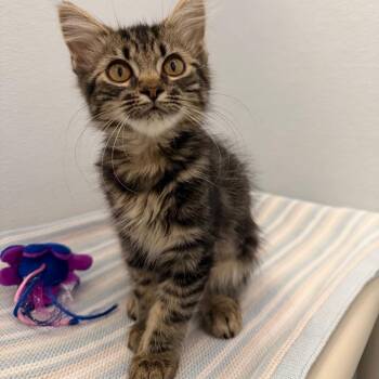 Slinky -  Domestic Long Hair Cat for Adoption in Ojai, California - Slinky | PetCurious