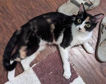 Dolly Momma -  Calico Cat for Adoption in Gardnerville, Nevada - Dolly Momma | PetCurious