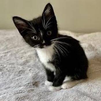 Scapula -  Domestic Short Hair Cat for Adoption in South Elgin, Illinois - Scapula | PetCurious