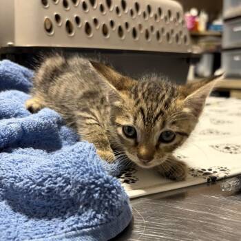 Peony -  Domestic Short Hair Cat for Adoption in Milton, Florida - Peony | PetCurious
