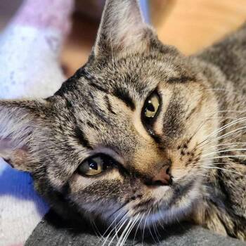 Rescue Domestic Short Hair Cats for Adoption in Fair Haven, Vermont - Sweet Stuff | PetCurious
