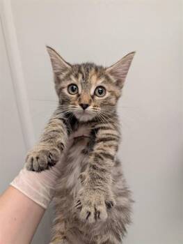 BANANA -  Domestic Short Hair Cat for Adoption in Ontario, California - BANANA | PetCurious