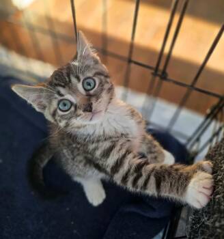 Luis -  Domestic Short Hair Cat for Adoption in Terrebonne, Quebec - Luis | PetCurious