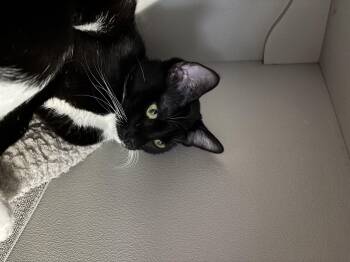 Rescue Tuxedo Cats for Adoption in Phoenix, Arizona - Tetra | PetCurious
