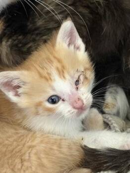 Damon -  Domestic Short Hair Cat for Adoption in Westland, Michigan - Damon | PetCurious