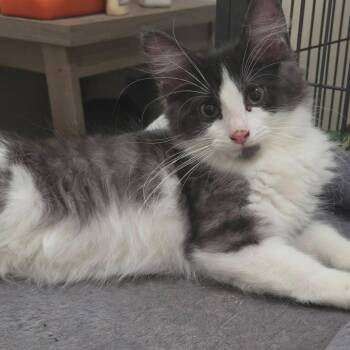 Tumble -  Domestic Medium Hair Cat for Adoption in Gloucester, Virginia - Tumble | PetCurious