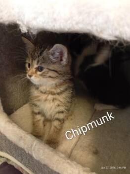 Chipmunk -  Domestic Short Hair Cat for Adoption in Saint James, Minnesota - Chipmunk | PetCurious