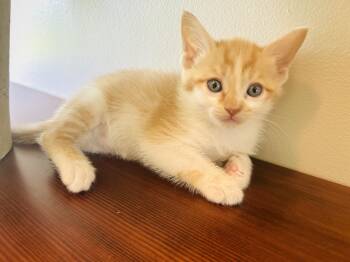Rescue Domestic Short Hair Cats for Adoption in Gradyville, Kentucky - Blossom | PetCurious