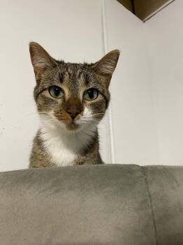 Domestic Short Hair Cats Available for Adoption in Port Barrington, Illinois - Penny  | PetCurious