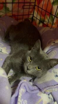 Tyler -  Domestic Short Hair Cat Available for Adoption in Panama City, Florida - Tyler | PetCurious