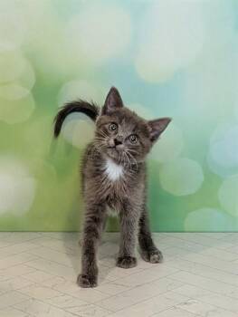 MERRYWEATHER -  Domestic Short Hair Cat for Adoption in Colorado Springs, Colorado - MERRYWEATHER | PetCurious