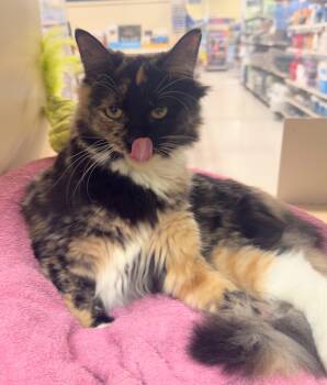 Rescue Tabby Cats for Adoption in Mobile, Alabama - Trixie | PetCurious