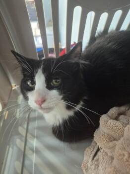 Vesper -  Domestic Long Hair Cat for Adoption in Cincinnati, Ohio - Vesper | PetCurious